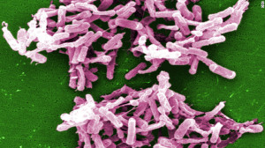 clostridium-difficile